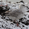 2cy argentatus in February, ringed in Norway. (75189 bytes)